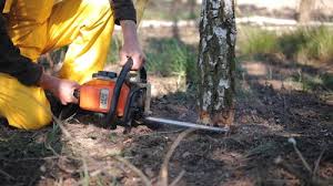 Best Storm Damage Tree Cleanup  in Grayson, KY