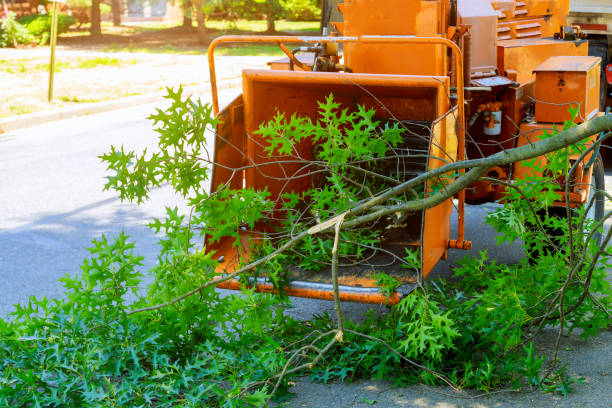 Best Leaf Removal  in Grayson, KY