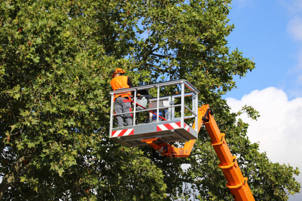 Best Root Management and Removal  in Grayson, KY