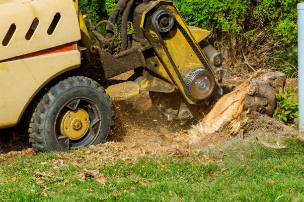 Best Organic Lawn Care Solutions  in Grayson, KY