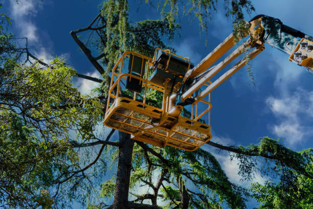 Best Palm Tree Trimming  in Grayson, KY