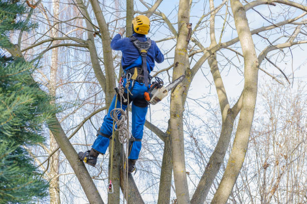 Best Lawn Pest Prevention  in Grayson, KY