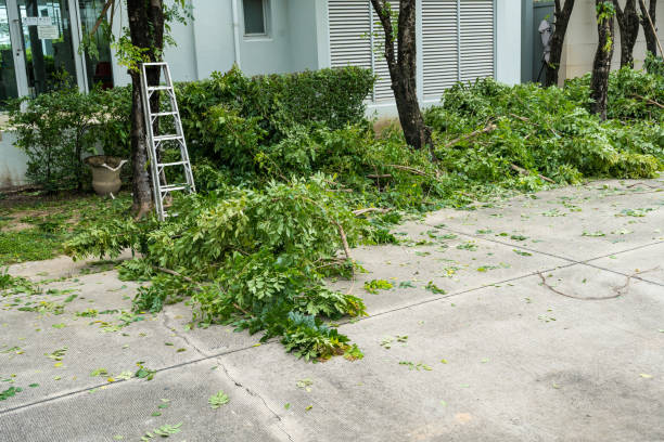 Best Fruit Tree Pruning  in Grayson, KY