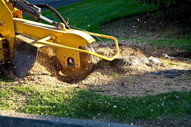 Best Tree Disease Treatment  in Grayson, KY