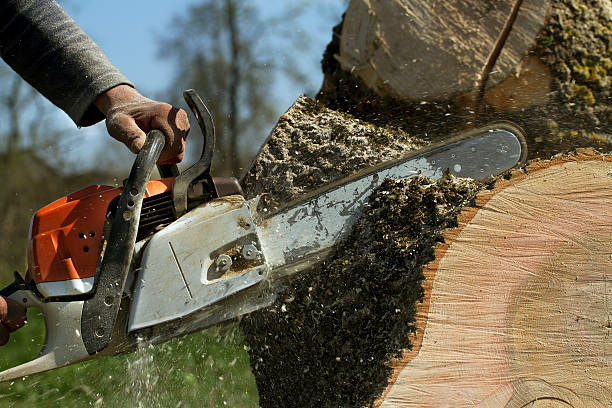 Best Tree Risk Assessment  in Grayson, KY